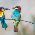 Bee Eaters