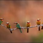 Bee-eaters