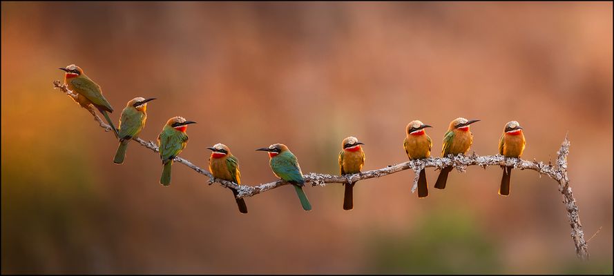 Bee-eaters
