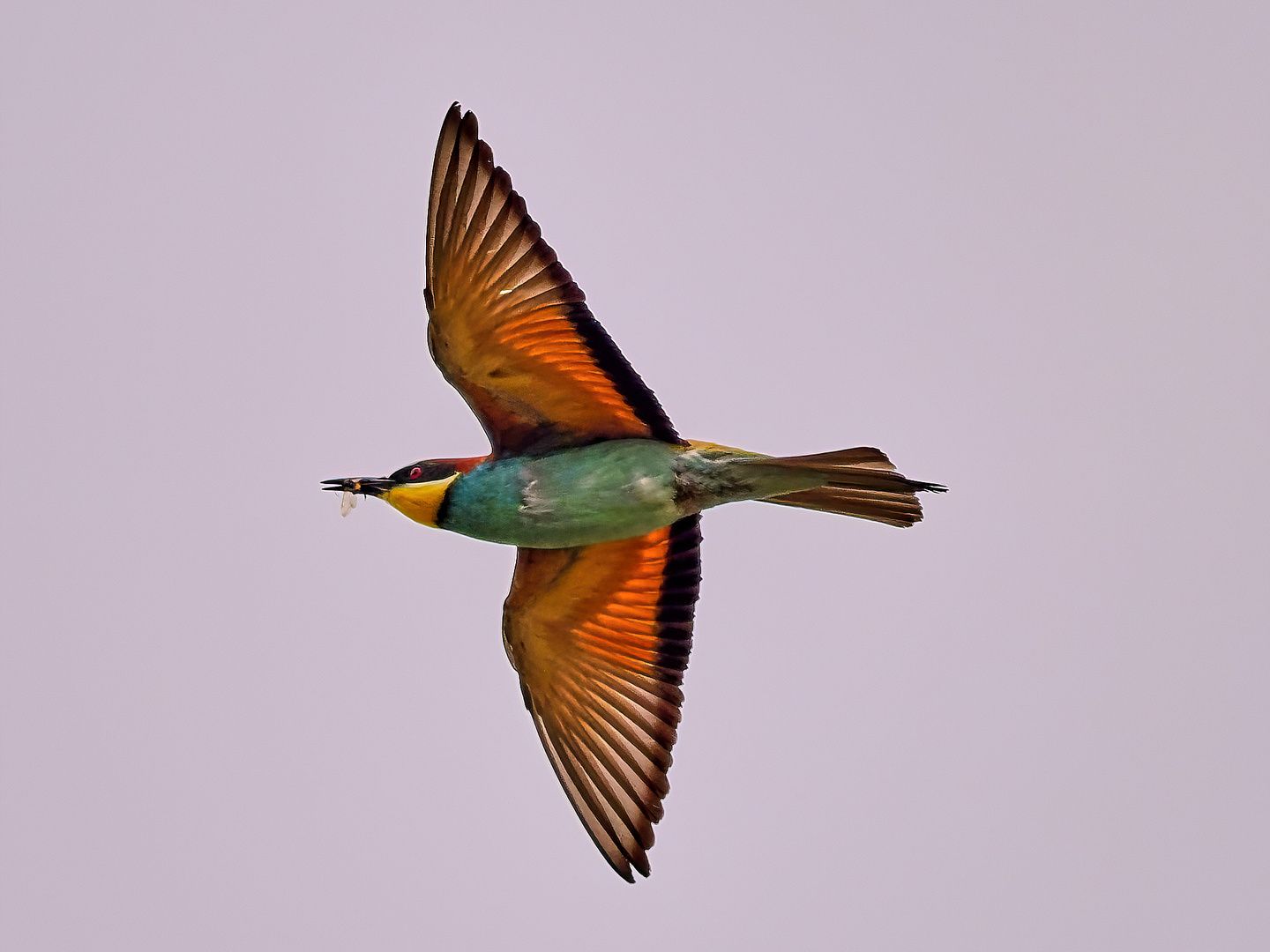 Bee-Eater's Prey ...