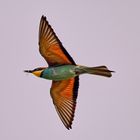 Bee-Eater's Prey ...