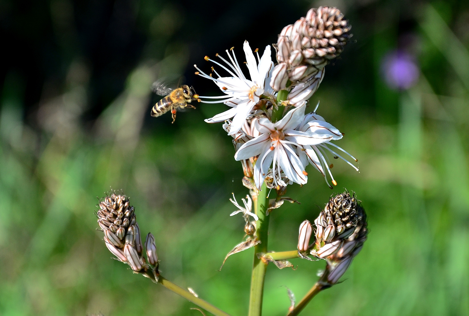 bee