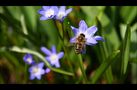 .:Bee:. von Daniel.Hofmann