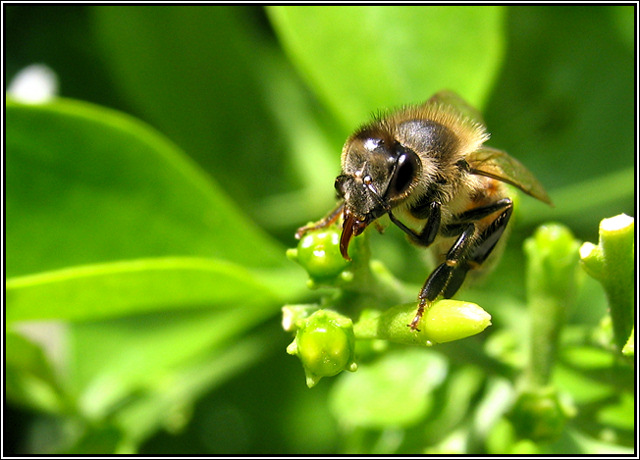 Bee