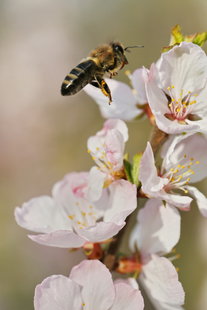 Bee flies to the Cherry Blossom