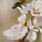 Bee flies to the Cherry Blossom