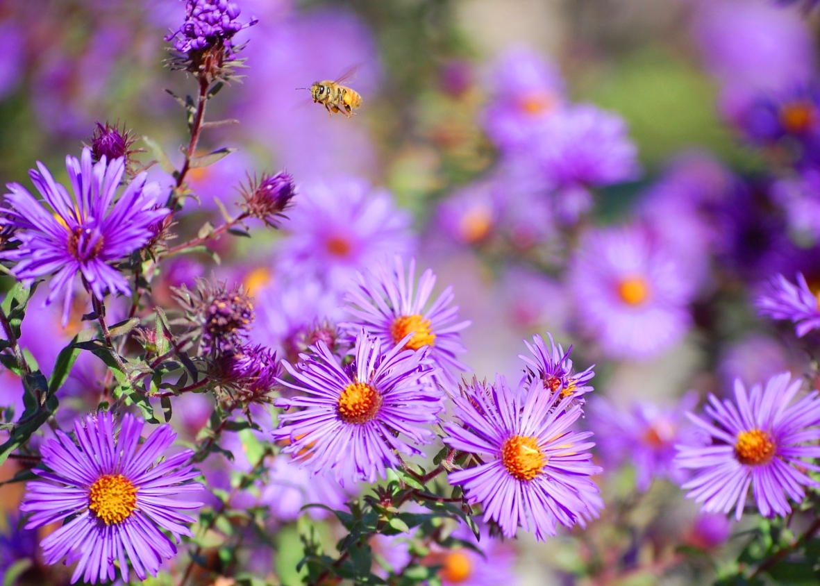 Bee Flight Among the Asters