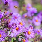 Bee Flight Among the Asters