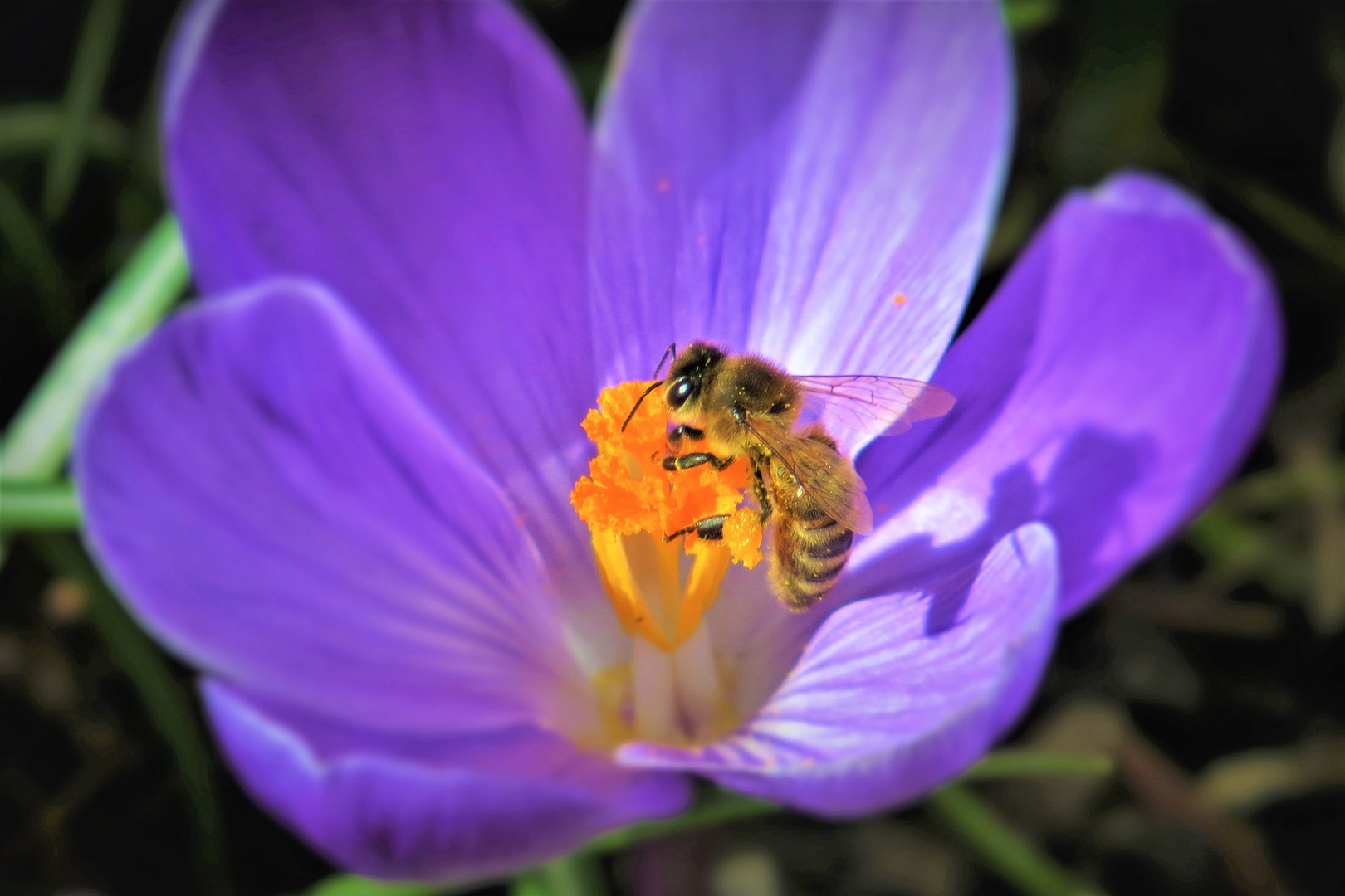 Bee & Flower ()