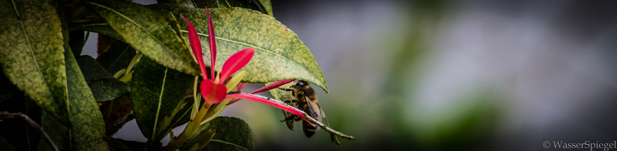 Bee - Flower