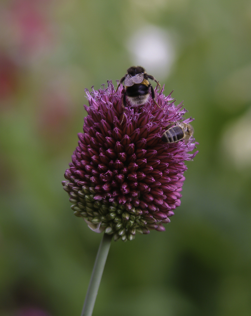 Bee-Flower