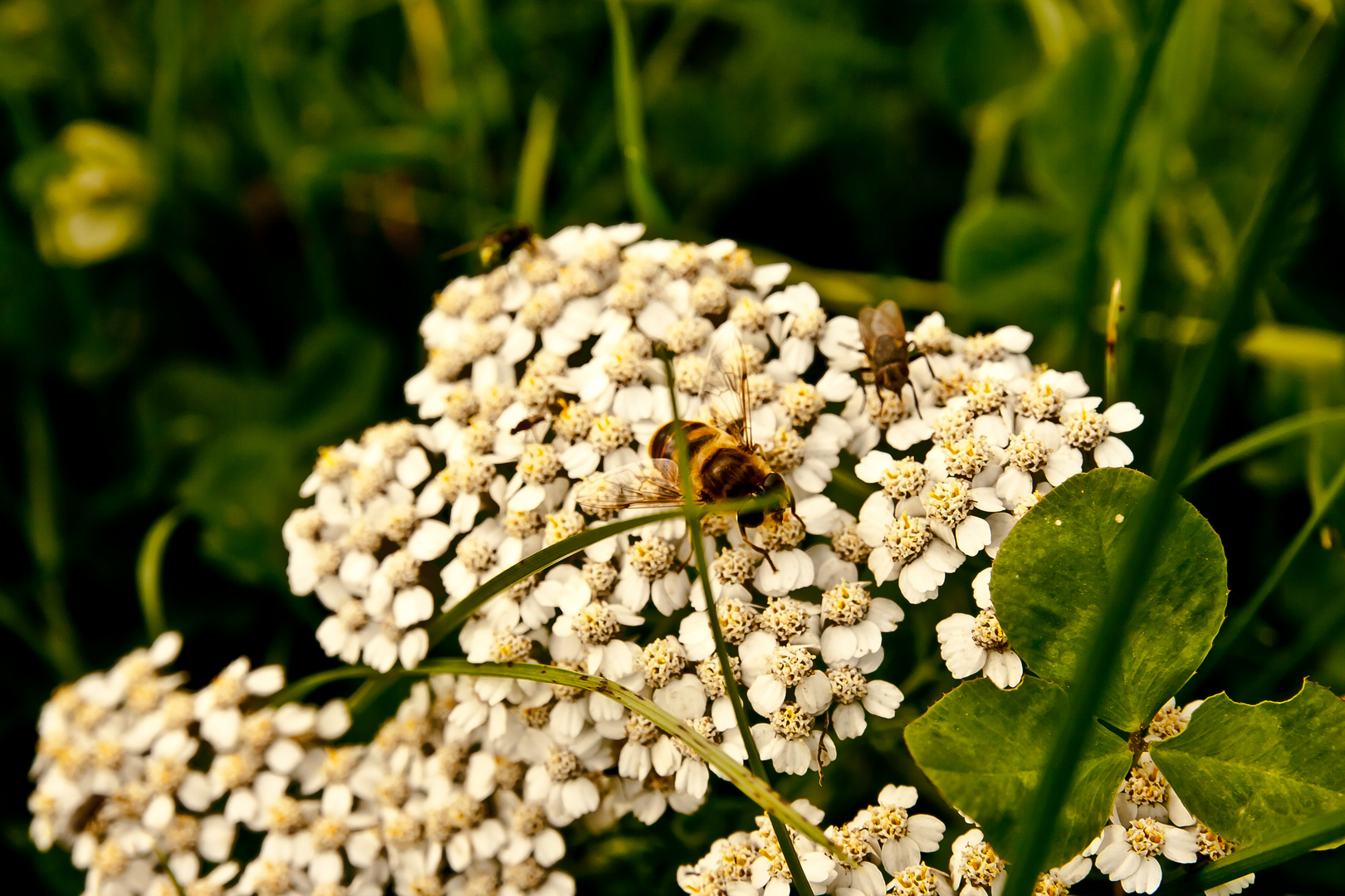 Bee, Flower & Co