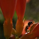 Bee & Flowers