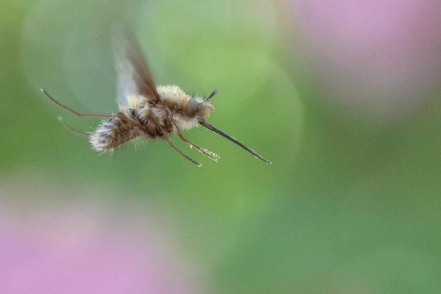 Bee fly