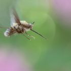 Bee fly