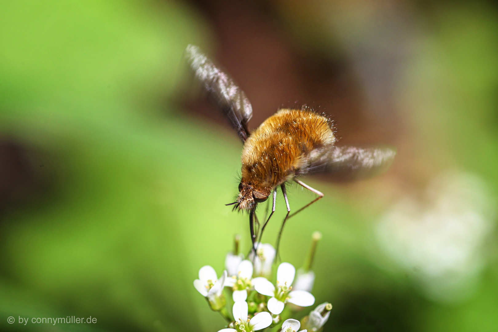 Bee Fly