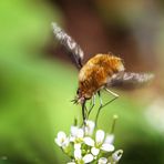 Bee Fly