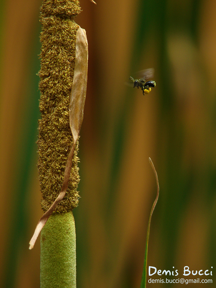 Bee flying