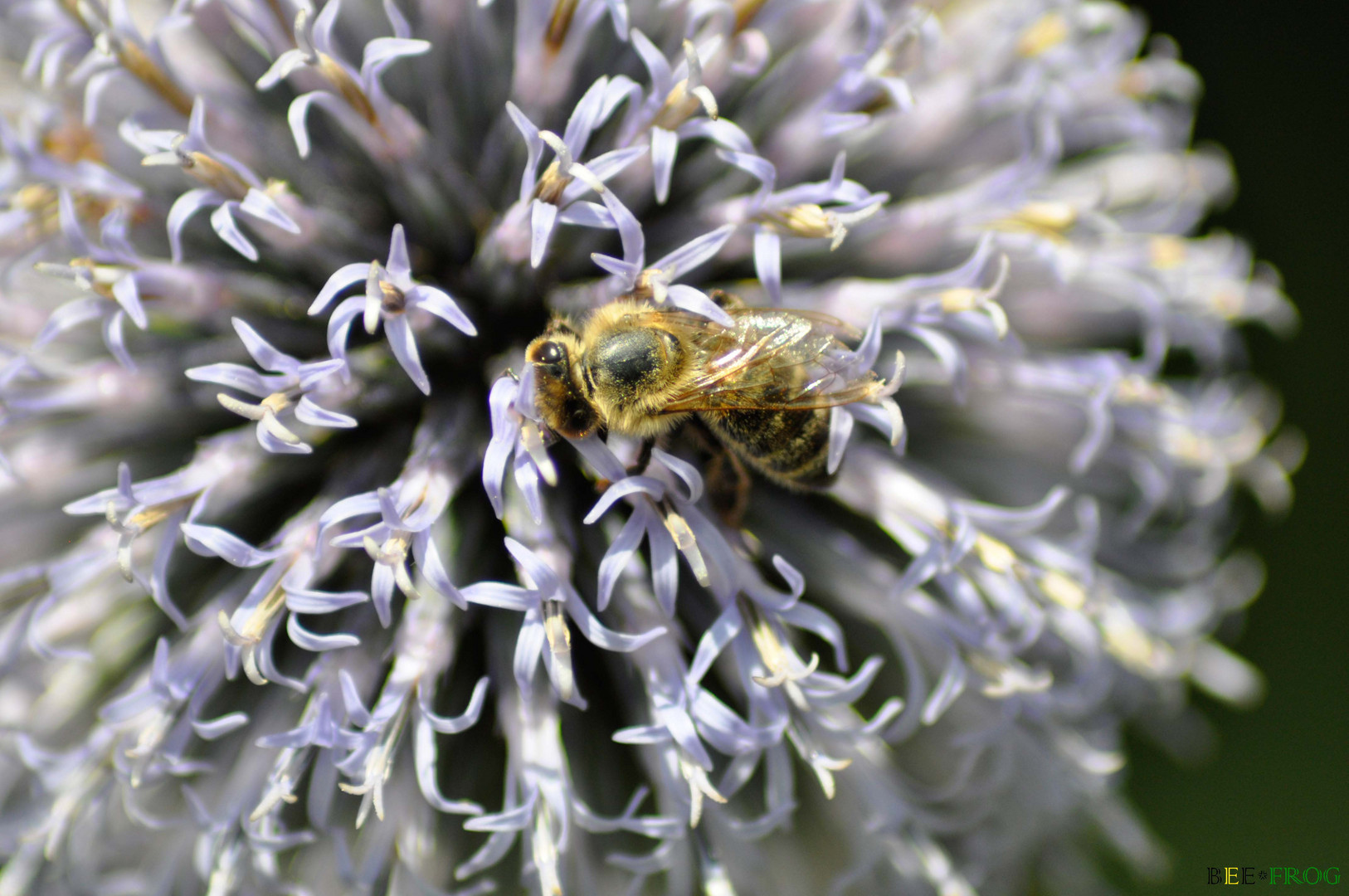 Bee Focused