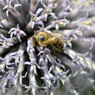 Bee Focused