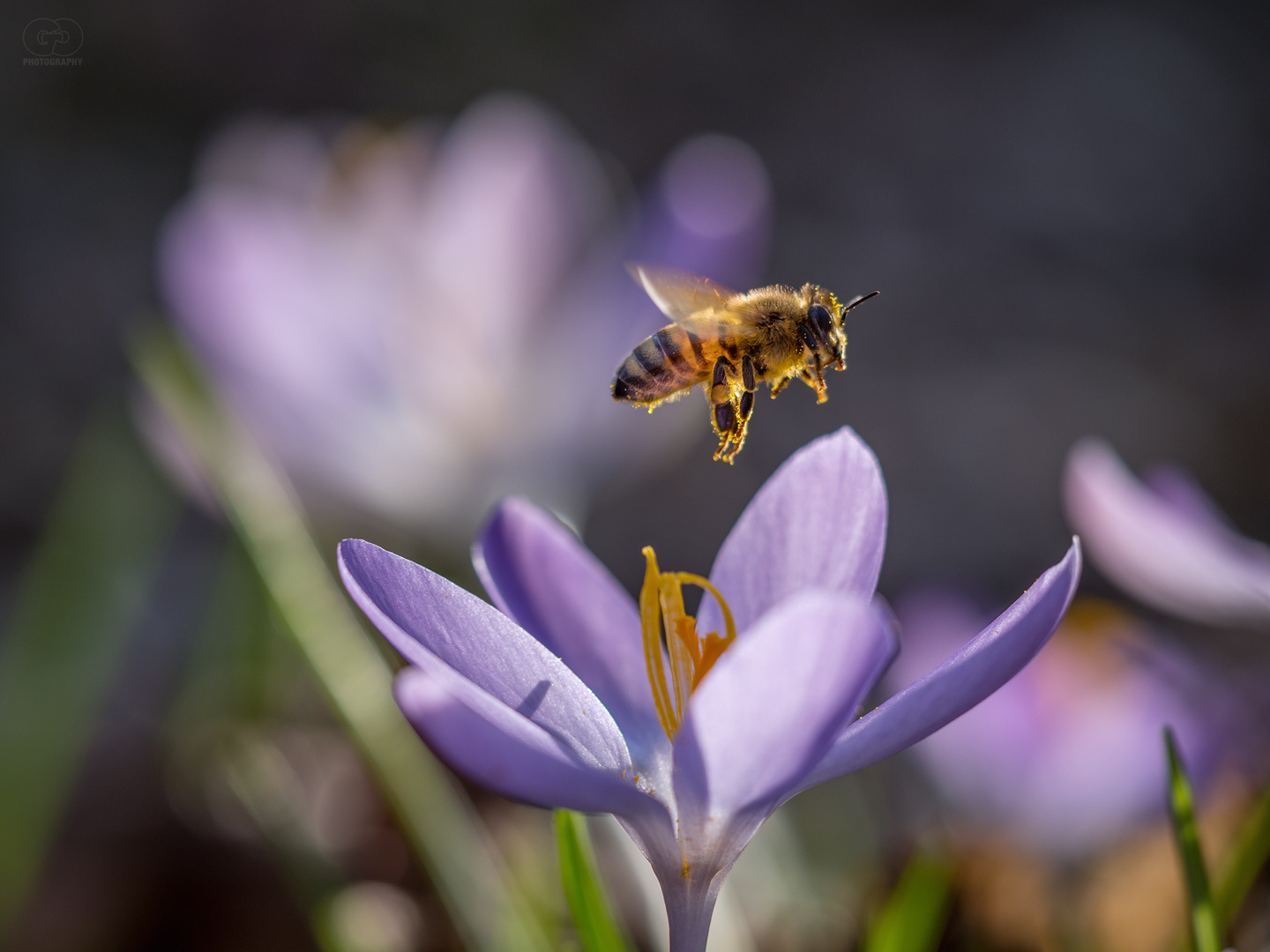 BEE HAPPY