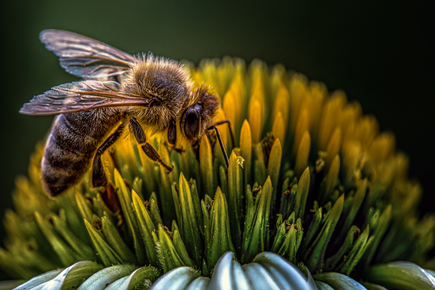 Bee happy