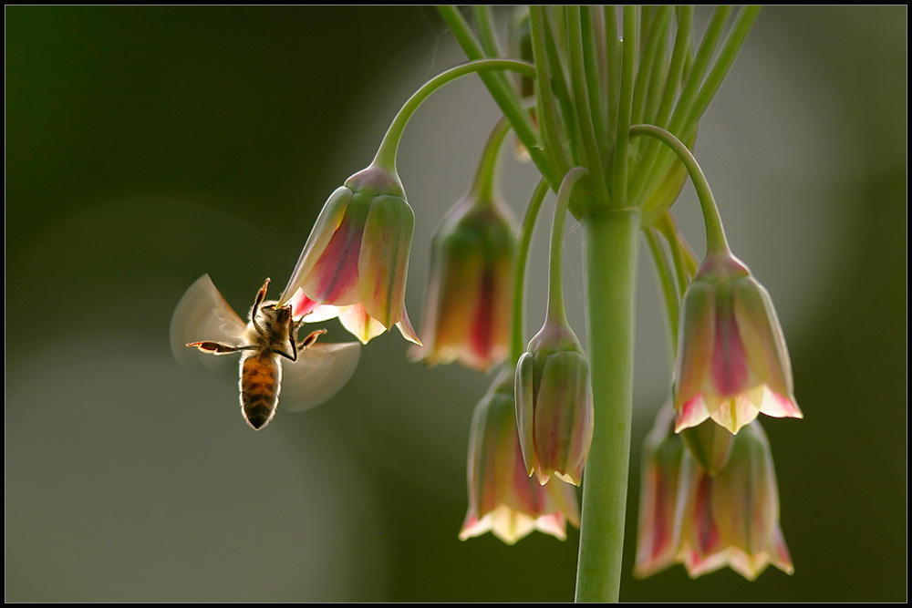 Bee happy