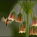 Bee happy