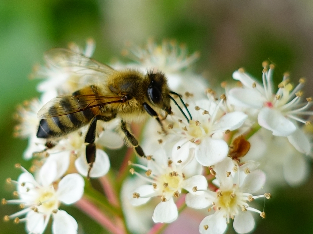 Bee Happy