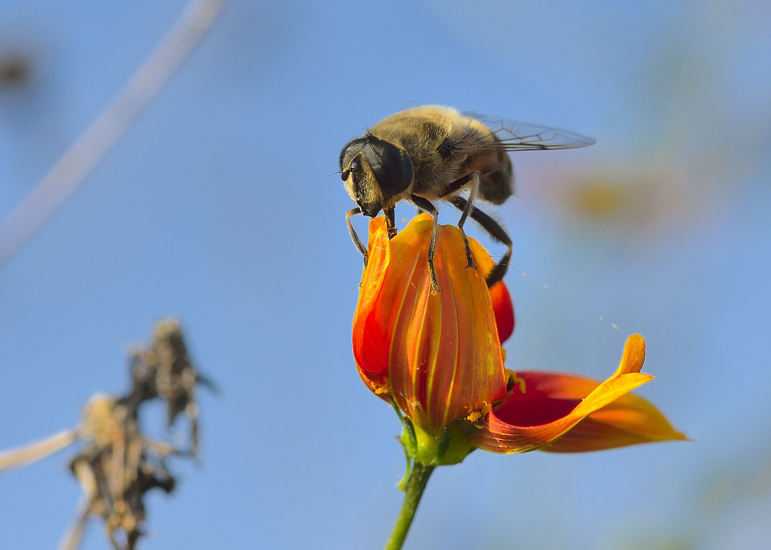 Bee Happy