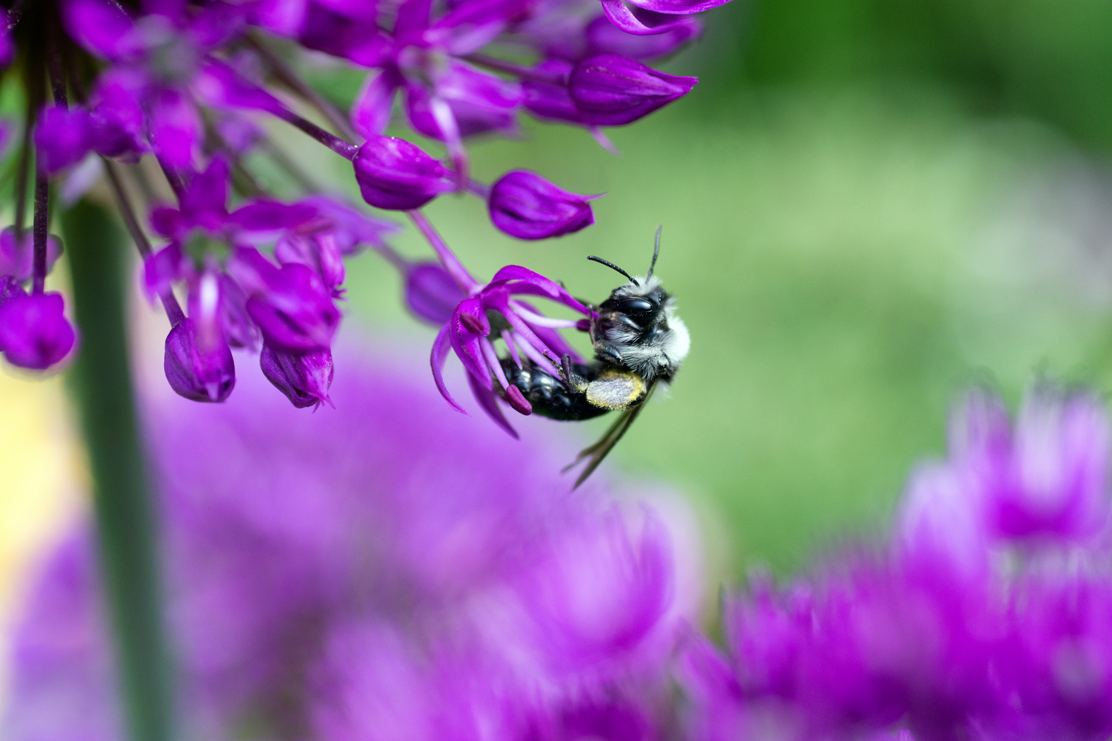 Bee Happy - I love my Work