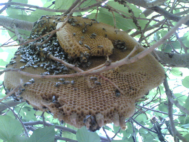 Bee hive 2