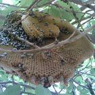 Bee hive 2