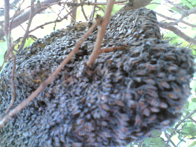 Bee hive 3