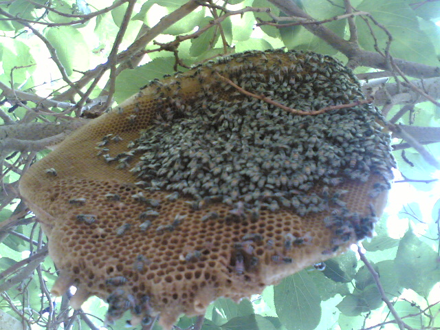 Bee hive