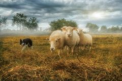 Bee huts the sheeps