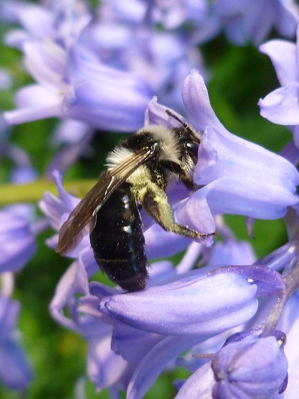 Bee in a flower