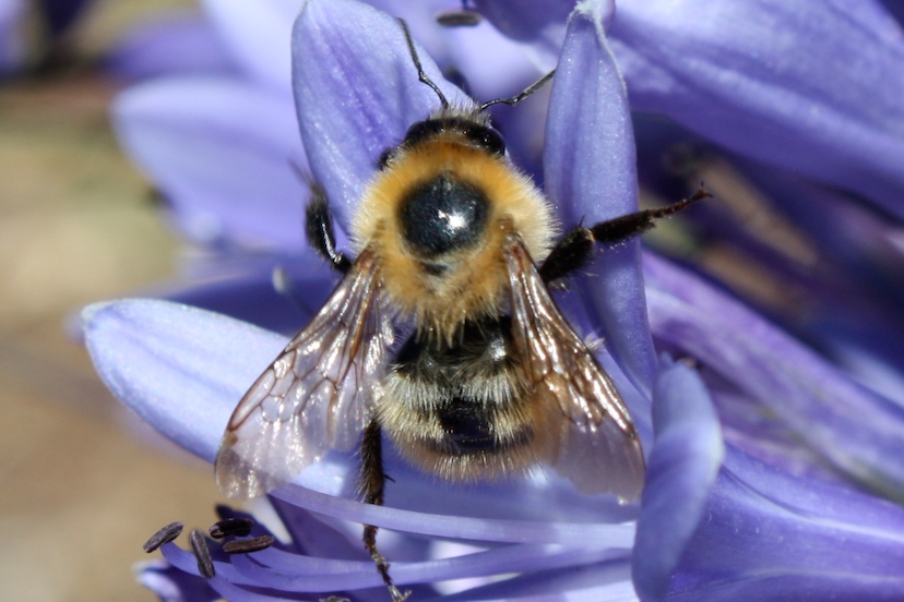 Bee in blaue Blume