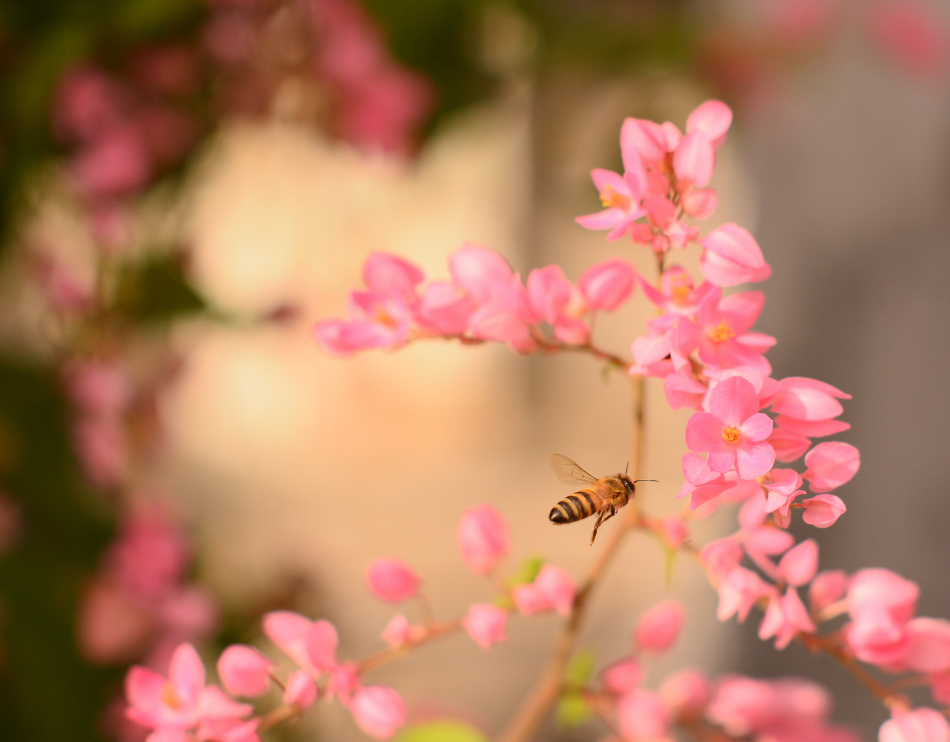 bee-in-creamy-bouquet