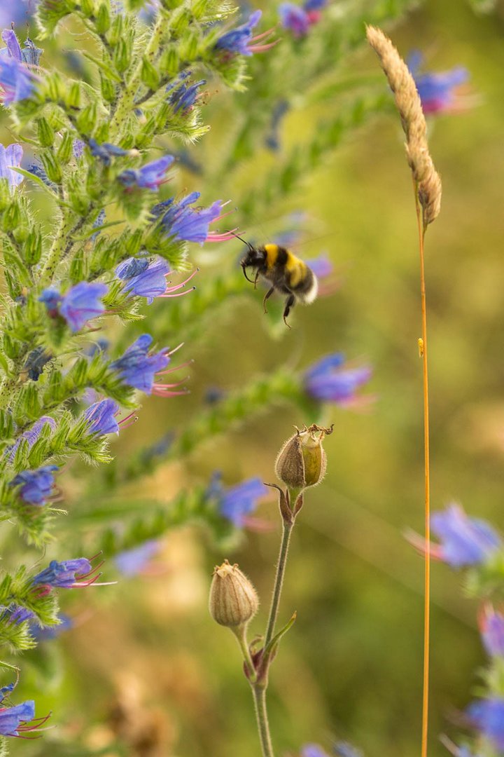 Bee In Flight