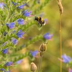 Bee In Flight