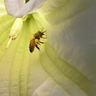 Bee in Flower