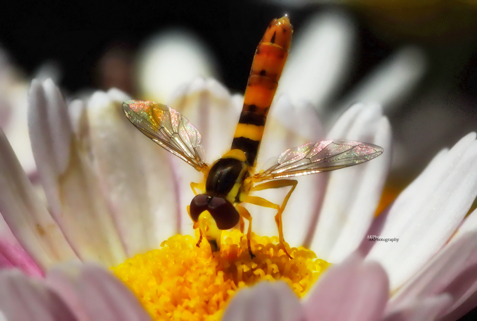 Bee in Flower