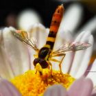 Bee in Flower