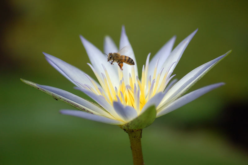 Bee in Flower