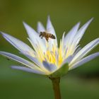 Bee in Flower