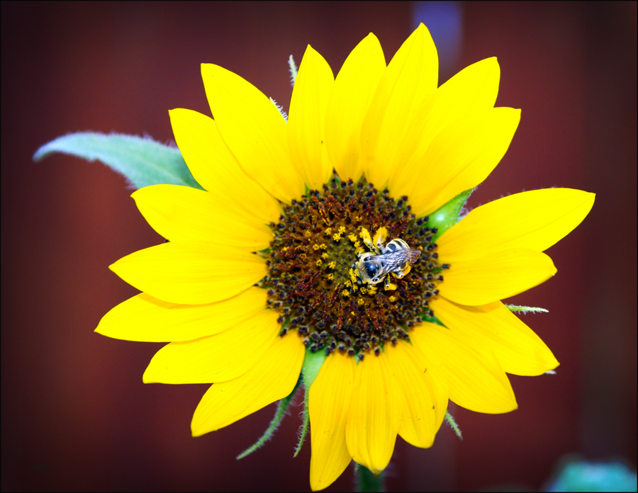 Bee in it's Bonnet.....