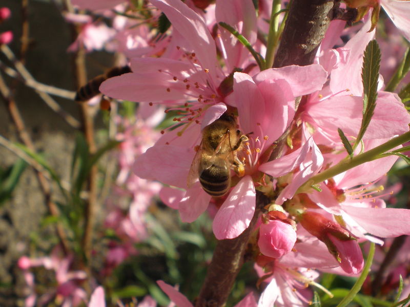 Bee in the pink :)