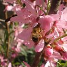 Bee in the pink :)