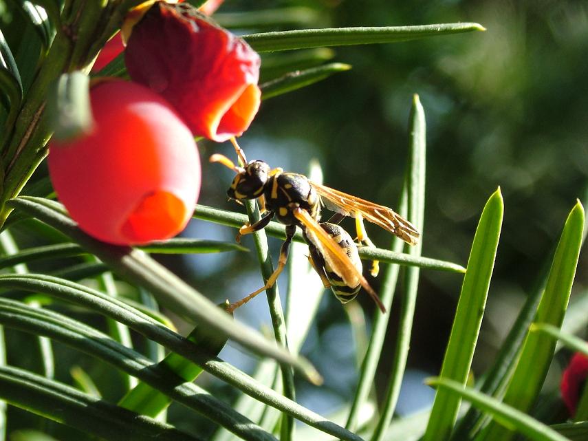 Bee in work